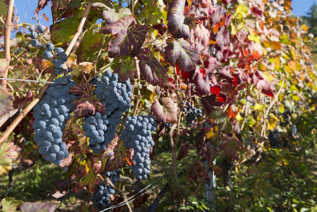 Agriturismo Gli Elfi Aosta Eksteriør billede